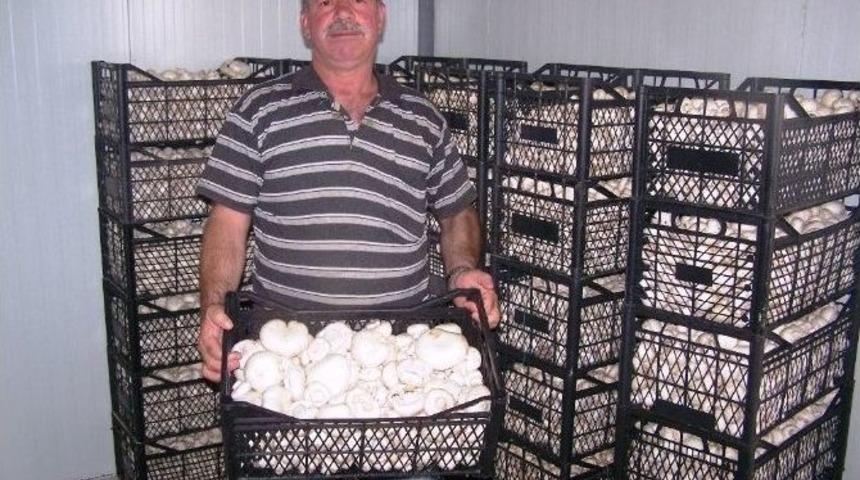 Mantar Fiyatları Arttı