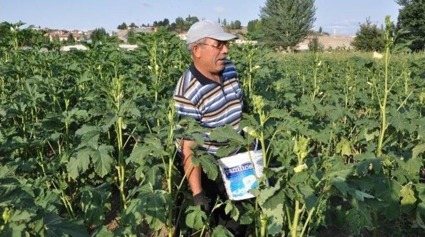 Yozgat&rsquo;ta Organik Bamya &Ccedil;ift&ccedil;inin Y&uuml;z&uuml;n&uuml; G&uuml;ld&uuml;rd&uuml;