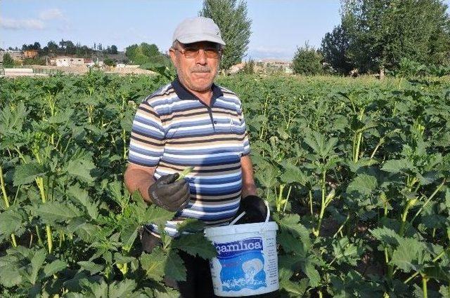 Yozgat’ta Organik Bamya Çiftçinin Yüzünü Güldürdü