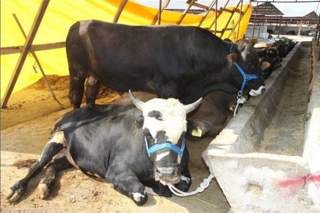 Bu Sene Kurbanlıklar El Yakacak