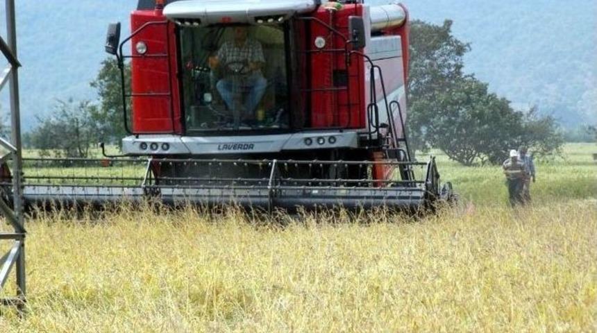 G&ouml;nen&rsquo;de &Ccedil;eltik Hasadı Başladı