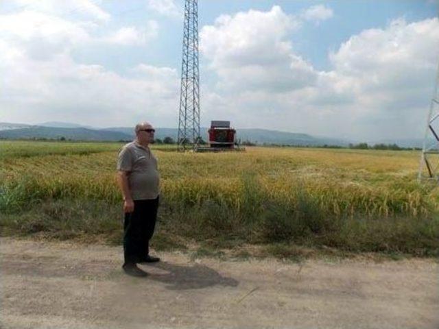 Gönen’de Çeltik Hasadı Başladı