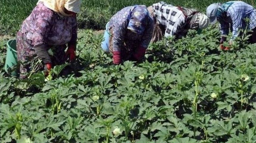 Bamya Altın Yılını Yaşıyor