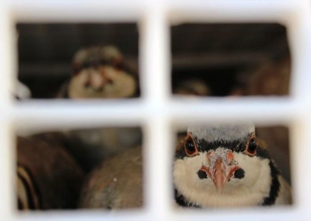 750 Kınalı Keklik Doğal Yaşama Kanat &Ccedil;ırptı