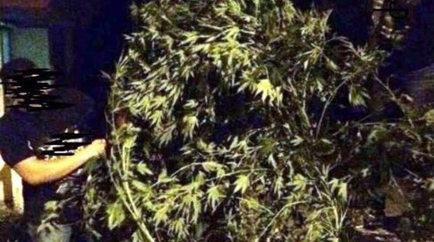 &Ccedil;am Ağacı Gibi Kenevir