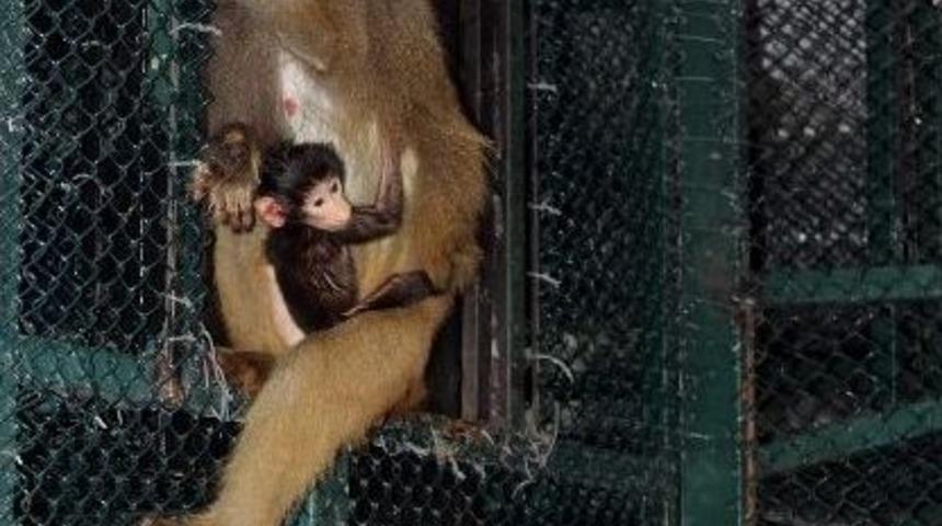 Kayseri&rsquo;nin Yavru Babun&rsquo;u Doğdu