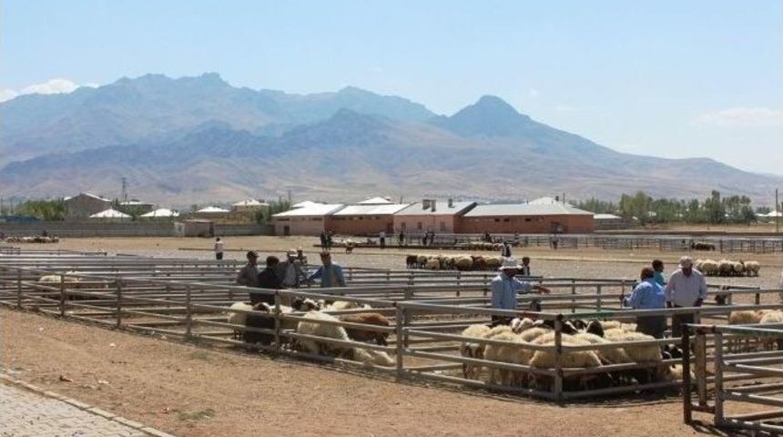 Hayvan Pazarında Yaprak Kımıldamıyor