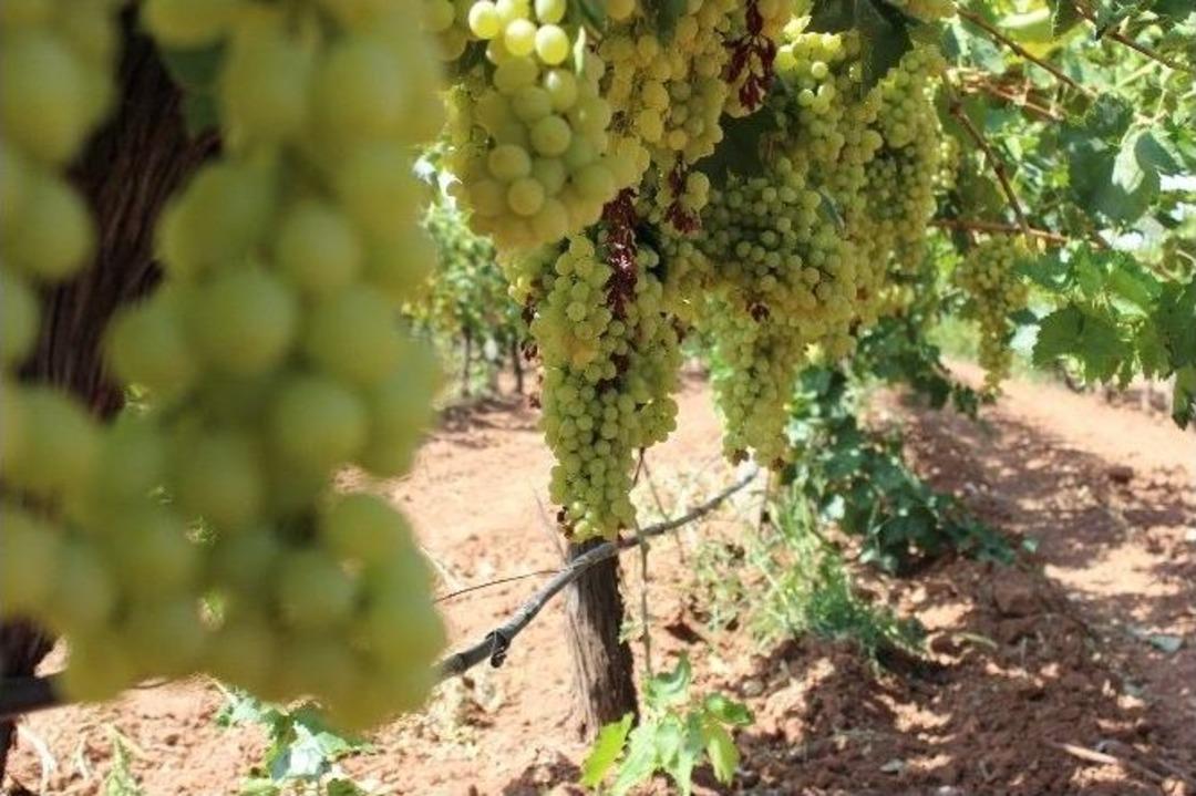 &Uuml;z&uuml;m Bağlarında Biyolojik M&uuml;cadele