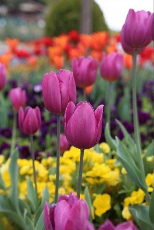 D&uuml;l&uuml;k Tabiat Parkı Bitki T&uuml;rleriyle Renk Katıyor 1