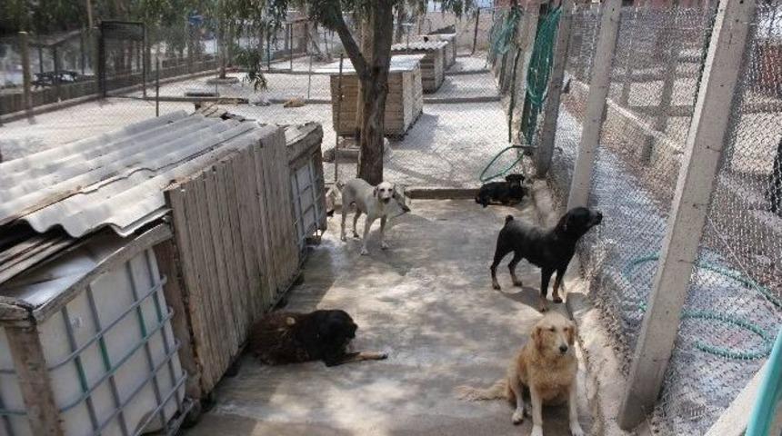 Hayvan Hakları İ&ccedil;in 900 Km Kat Etti