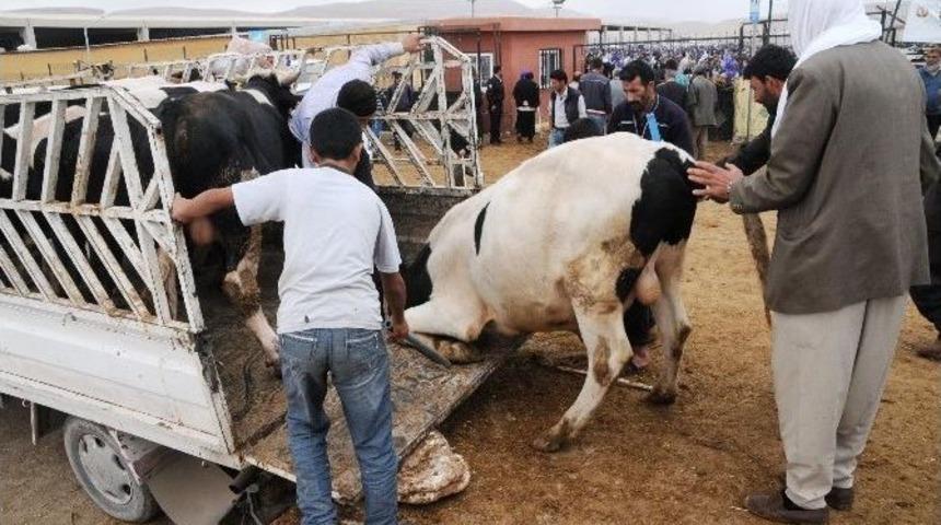 Veterinerlerden &ldquo;kurbanlıklara Eziyet Etmeyin&rdquo; Uyarısı