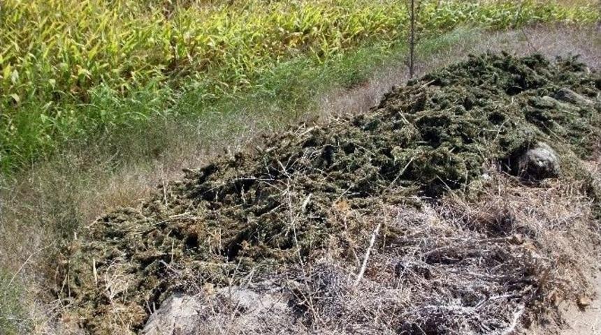 &Ccedil;ine&rsquo;de Ele Ge&ccedil;irilen 263 Kilo Esrar İmha Edildi