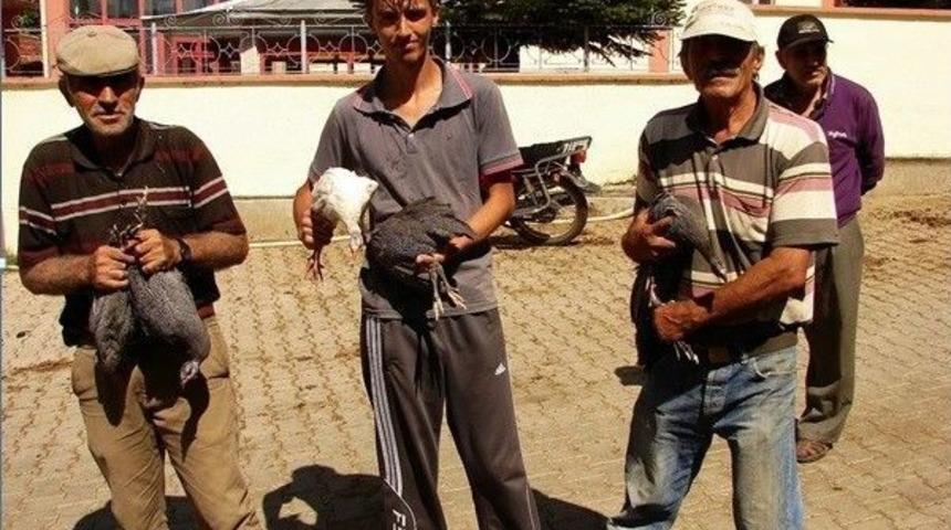 Keneyle Be&ccedil; Tavukları M&uuml;cadele Edecek