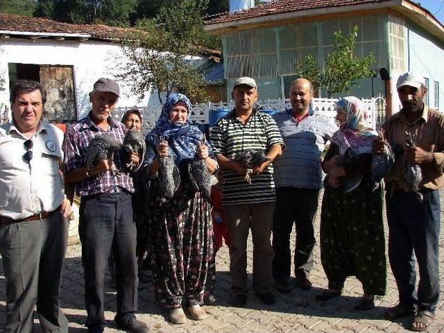 Keneyle Beç Tavukları Mücadele Edecek