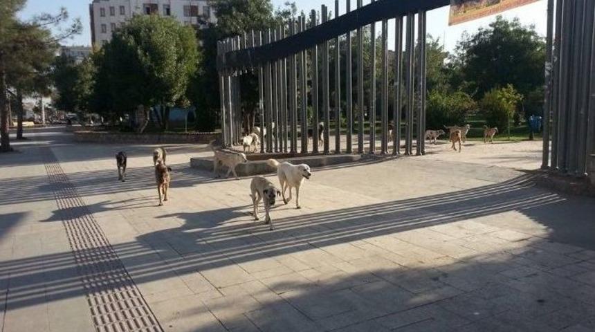 Başı Boş K&ouml;pekler Vatandaşları Tedirgin Ediyor