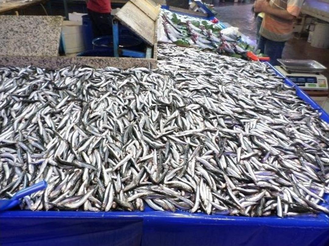 Balık&ccedil;ılar Bolluktan Memnun