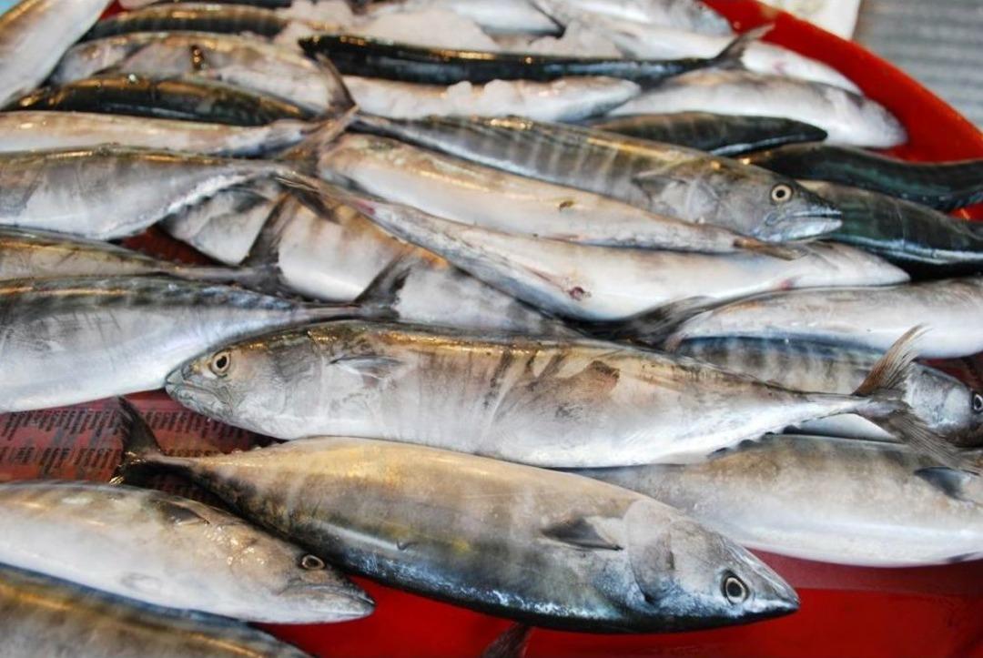 Balık Tezgahları Şenlenmeye Başladı