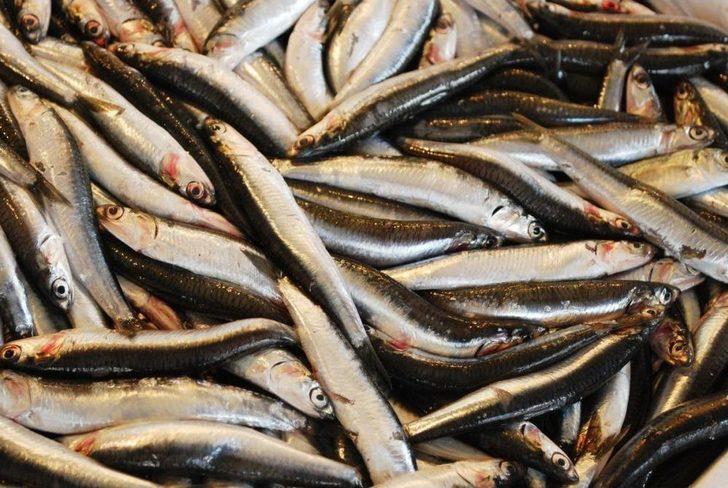 Balık Tezgahları Şenlenmeye Başladı G3