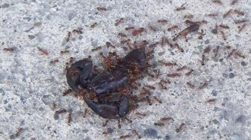 Karıncaların Akrebi Taşıma M&uuml;cadelesi Objektife Yansıdı