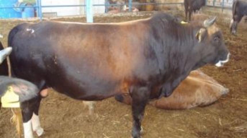 Kurban Pazarı &Ccedil;ayırk&ouml;y&rsquo;de