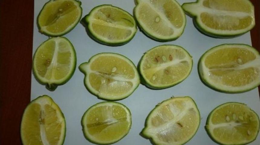 Limon Hasatını Erken Yapmayın Uyarısı