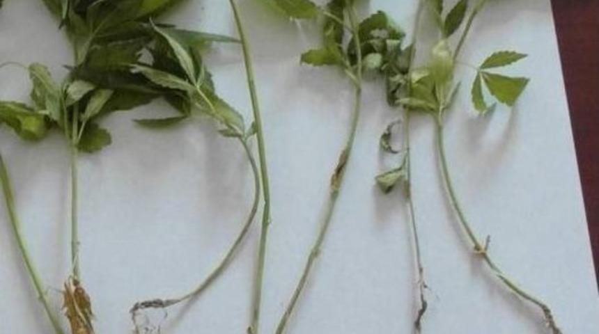 Afyonkarahisar&rsquo;da Uyuşturucu Operasyonu