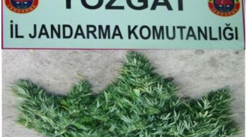 Yozgat&rsquo;ta Jandarmadan Esrar Operasyonu