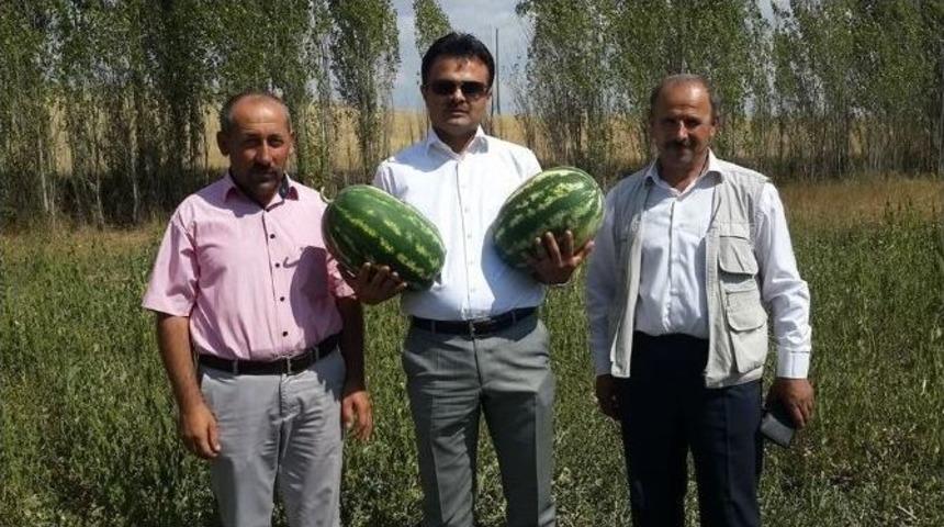 Kelkit&rsquo;te Karpuz &Uuml;retimi