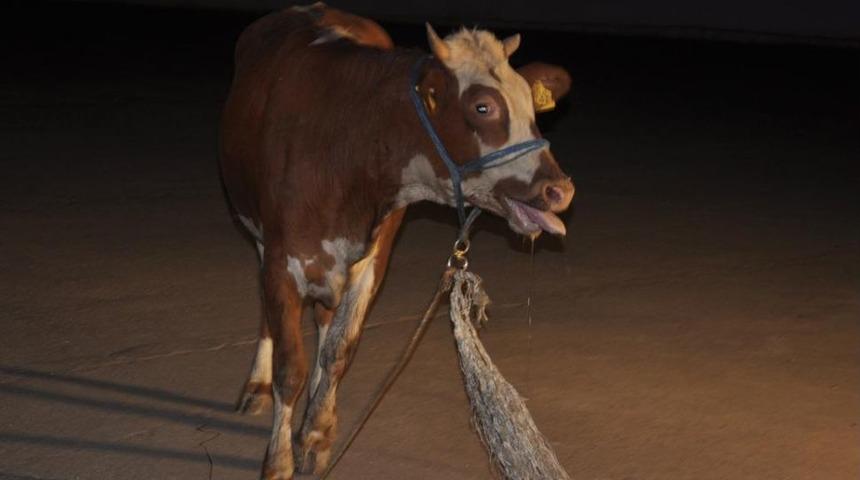 &Ccedil;iftlikten Ka&ccedil;an Kurbanlık Karayoluna Girdi