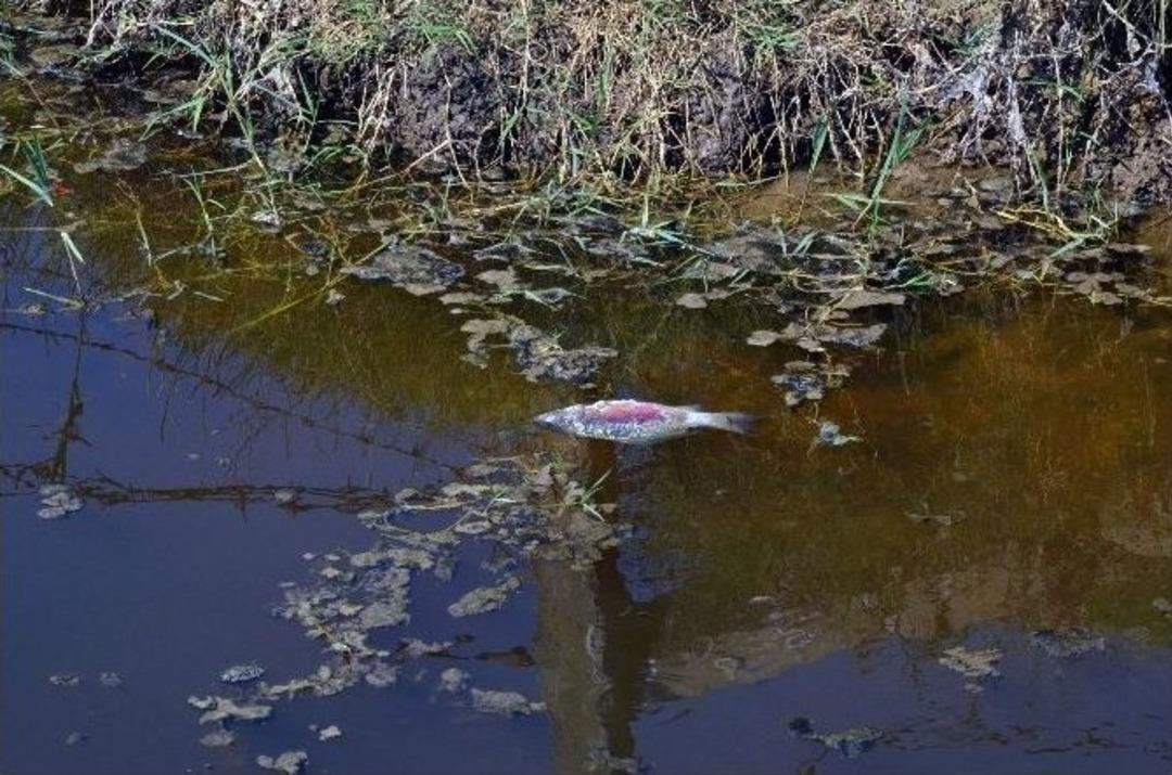 Kızılırmak Deltası&rsquo;nda Balık Ve S&uuml;l&uuml;n &Ouml;l&uuml;mleri