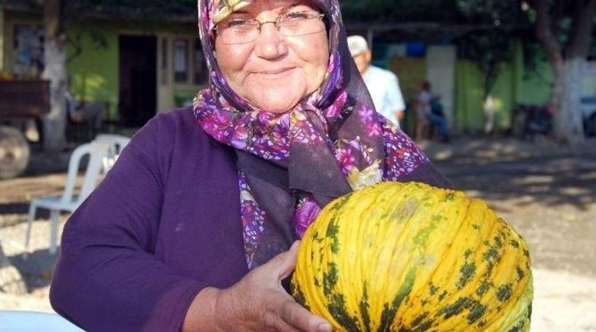Aydın’da Kavun Sezonu Bereketli Geçiyor