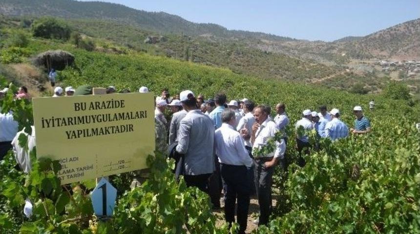 Konya&rsquo;da &Uuml;z&uuml;m Hasadı