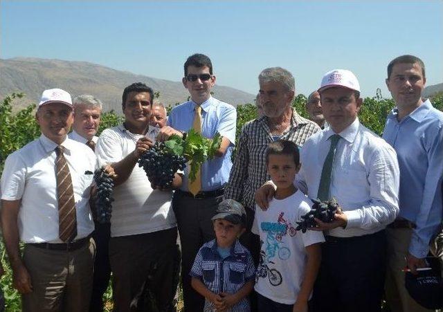 Konya’da Üzüm Hasadı