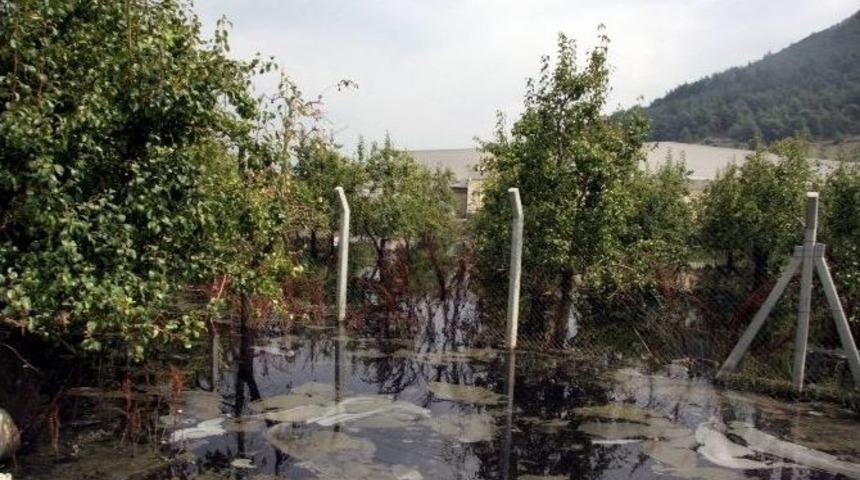 Bursa Ovası&rsquo;nda Katliam....(&ouml;zel Haber)