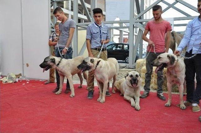 Agrosivas Tarım Fuarı A&ccedil;ıldı 1