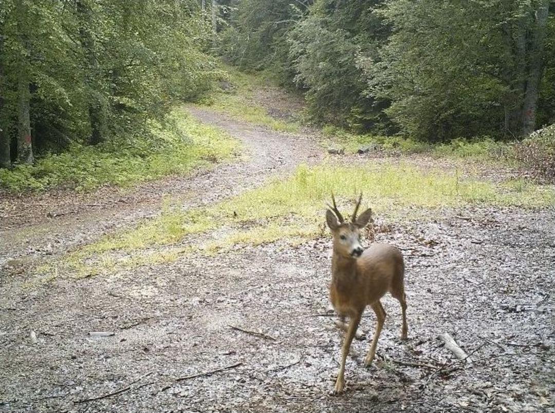 Yaban Hayatı Fotokapanla İzleniyor