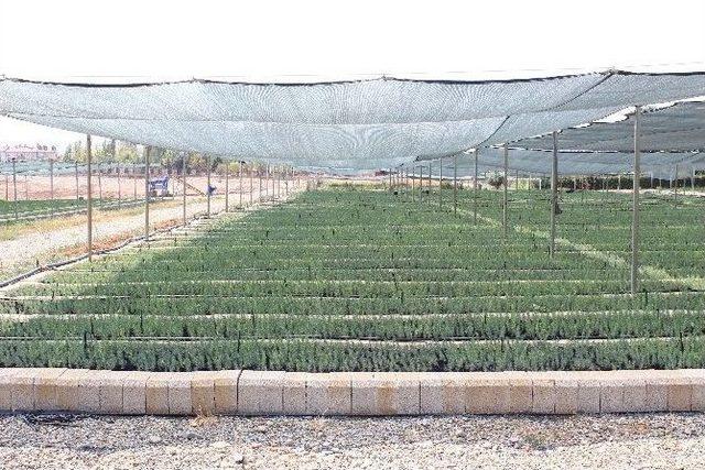 Elazığ Orman Bölge Müdürlüğü 16 Milyon Fidanı Toprakla Buluşturmayı Amaçlıyor