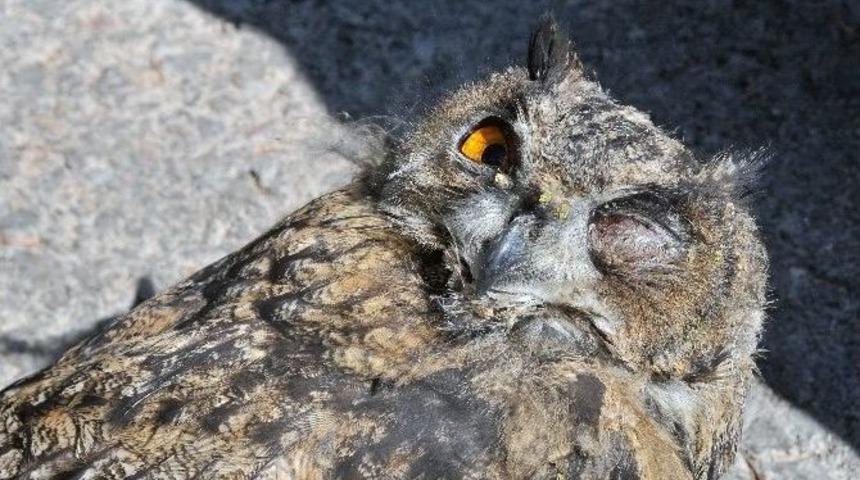 G&uuml;m&uuml;şhane&rsquo;de Trafik Polisleri Yaralı Halde Puhu Cinsi Baykuş Buldu