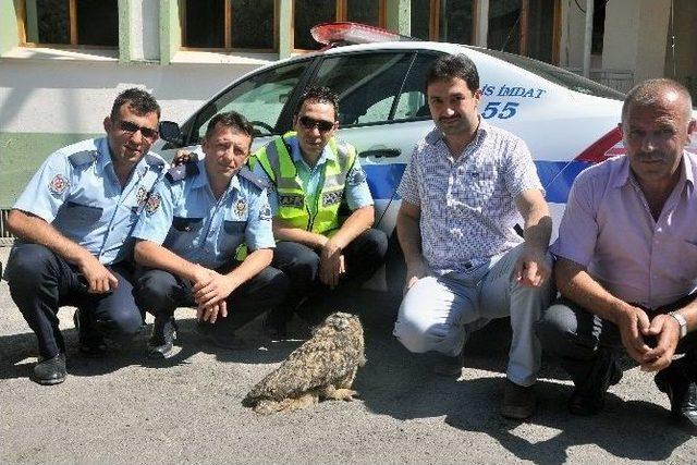 Gümüşhane’de Trafik Polisleri Yaralı Halde Puhu Cinsi Baykuş Buldu