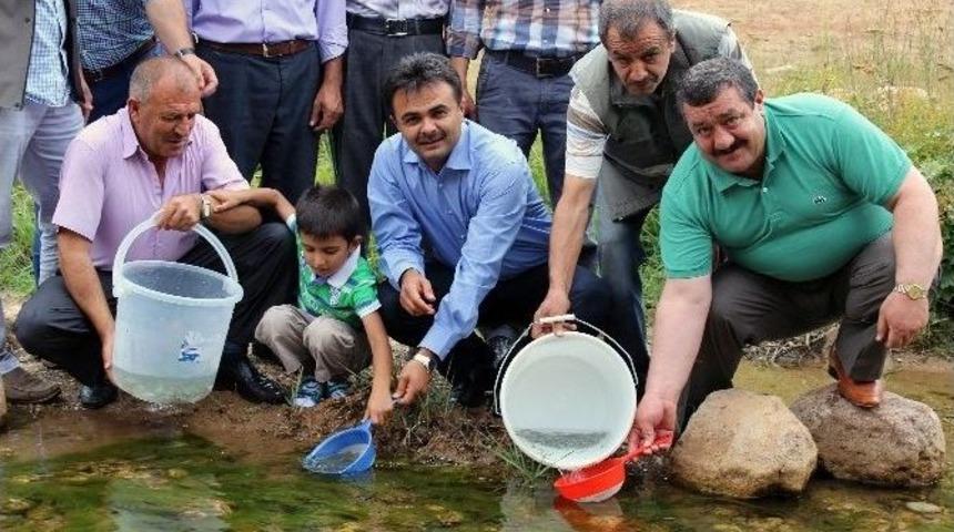 G&uuml;m&uuml;şhane&rsquo;de Balahor Deresine 8 Bin Adet Kırmızı Benekli Alabalık Bırakıldı