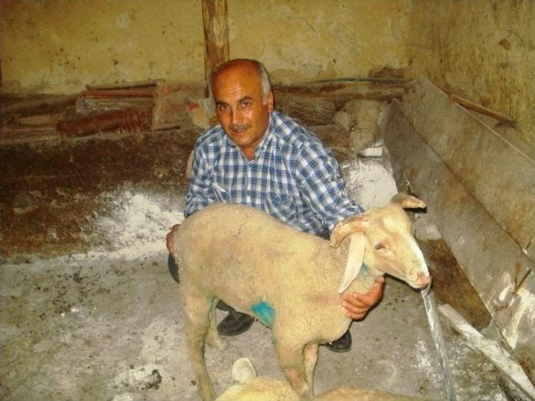 Başıboş K&ouml;pekler Ahırdaki Koyunlara Saldırdı