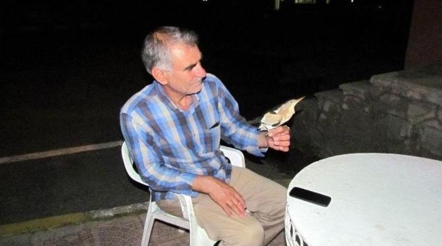 Karayolları Bah&ccedil;esinde Bulunan Kuş İlgi Odağı Oldu