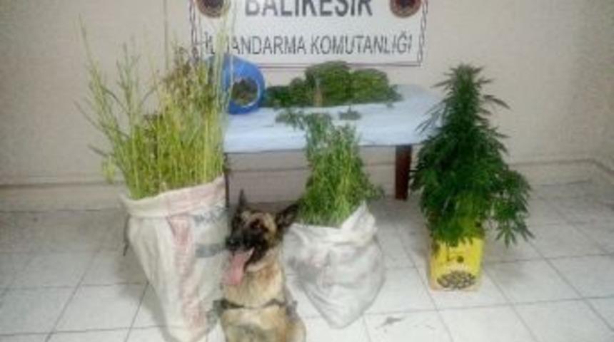 Jandarmadan Kenevir Ve Esrar Operasyonu