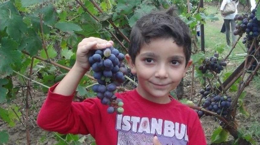 Tekirdağ&rsquo;da Bağ Bozumu Şenliği