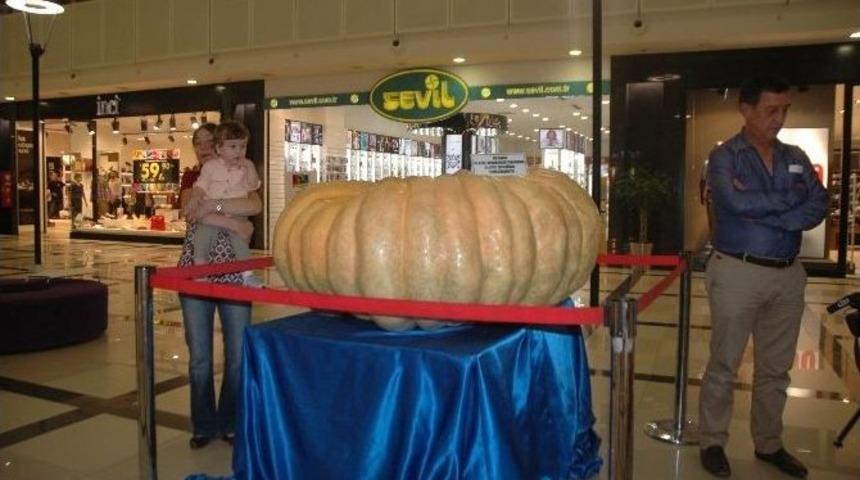 Avrupa&rsquo;nın En B&uuml;y&uuml;k Kabak Yetiştiricisi, Bu Yıl Da 495 Kiloluk Kabak Yetiştirdi