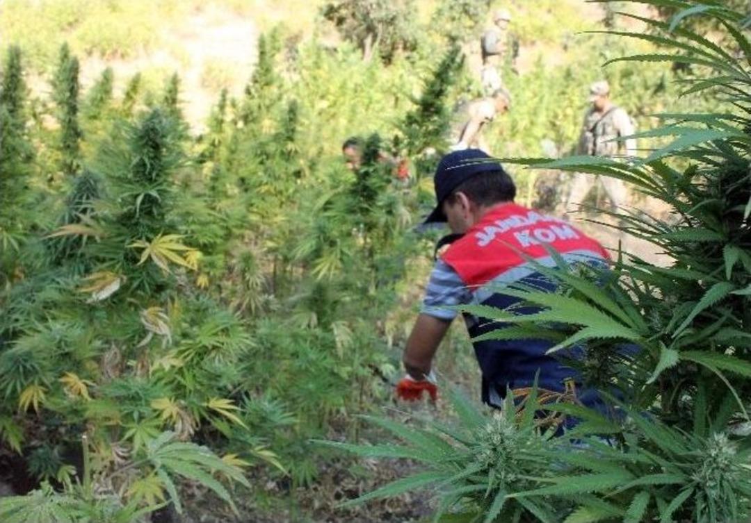 Savaş Helikopterli Operasyonda 17 Ton 650 Kilo Uyuşturucu Ele Ge&ccedil;irildi