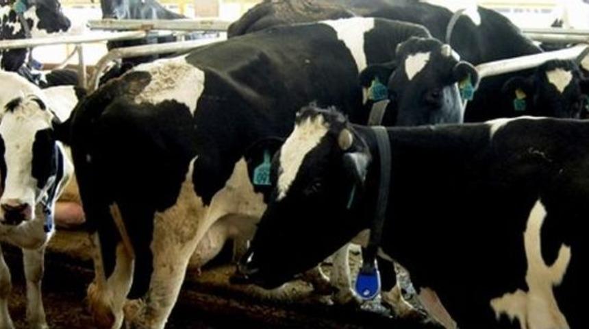 Aydın’da 86 Bin Anaç Sığır Desteklemesi Yapıldı