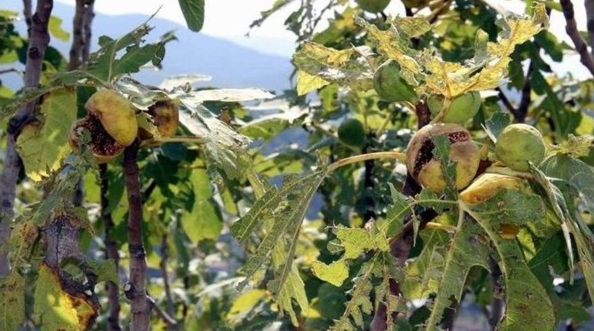 Posacı’dan İncir Üreticisine Zarar Tespiti Yaptırma Çağrısı
