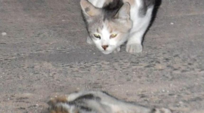 &Ouml;len Kedinin Başından Ayrılmadı