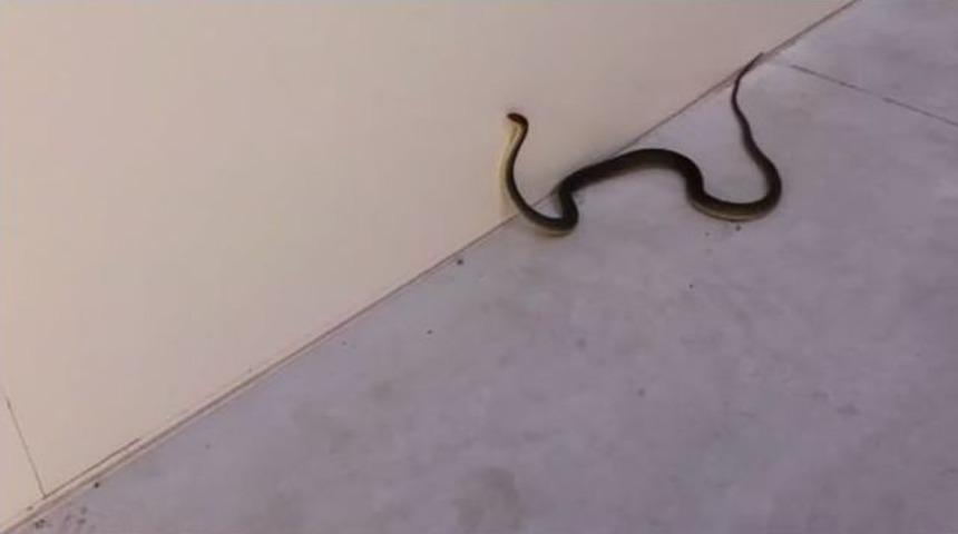 Fabrikaya Giren 1.5 Metrelik Yılan Paniğe Neden Oldu